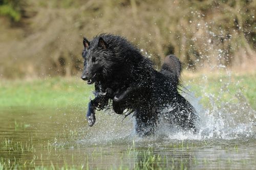 belgian shepherd dog water dog