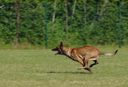 belgian shepherd malinois dog running