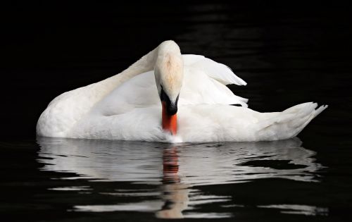 belgium bruges swan
