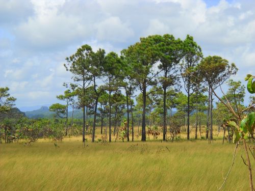 belize central america jungle