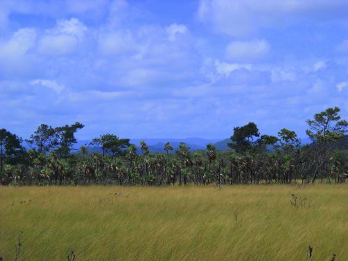 belize central america jungle