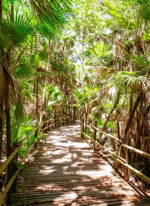 belize bacab jungle park walkway