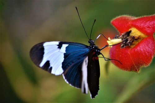 belize  toledo district  butterfly