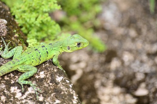 belize  wildlife  nature