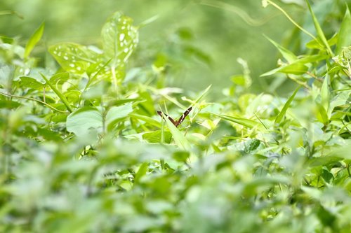 belize  butterfly  insect