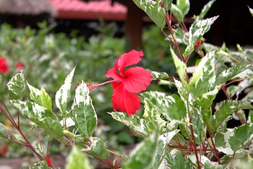 belize  flower  plant