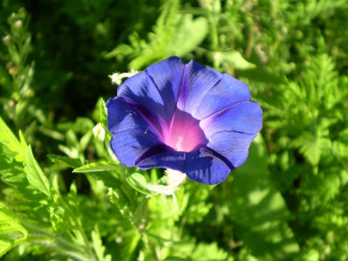 bell blue flower field bindweed