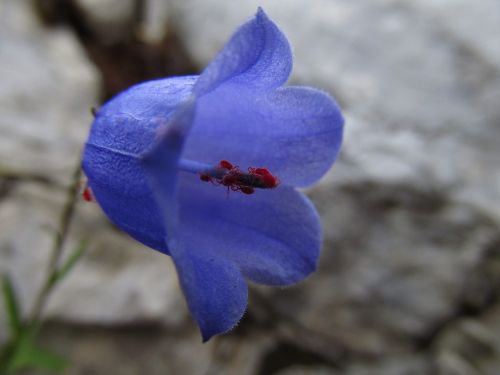 bell flower detail