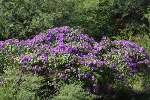 bell purple flora
