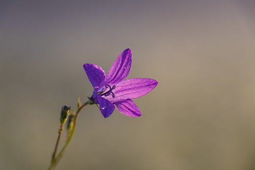 bell  flower  macro