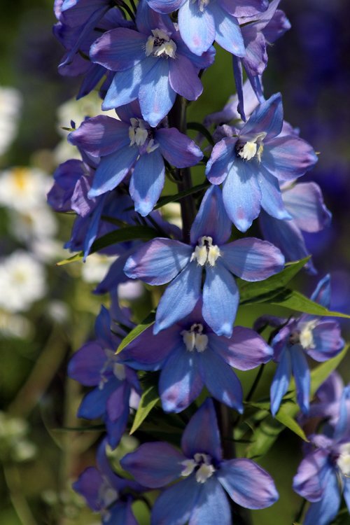 bell  blue flower  flower