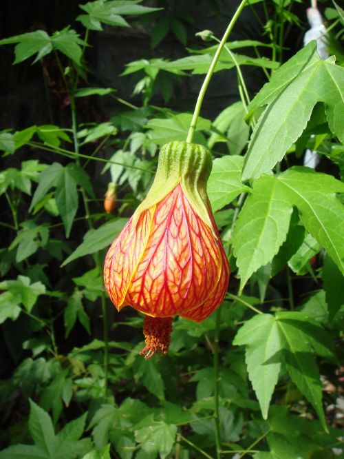 bell flower plants garden