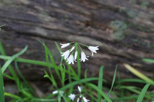 bell flower white south australian