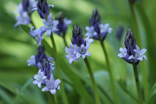 bell hyacinths  hyacinth  wildflowers