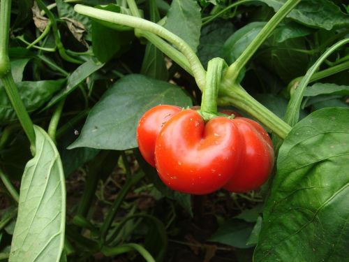 bell pepper red pepper organic farm