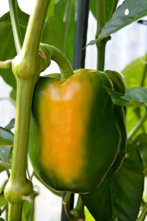 bell pepper plant  paprika  green