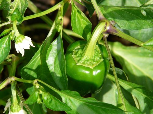bell pepper plant pepper shrub paprika