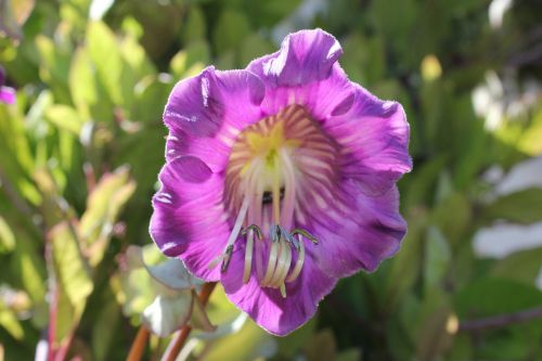 bell vine blossom bloom