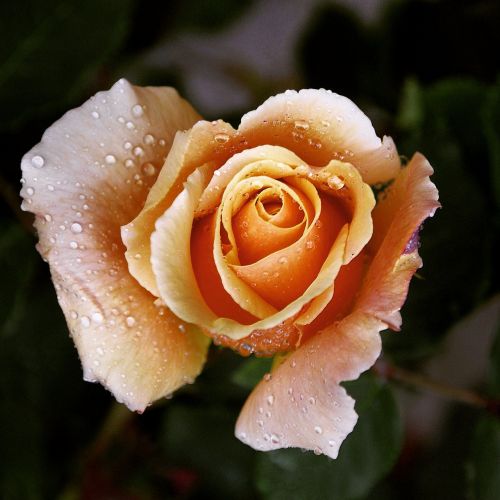 bella rosa my garden