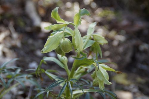 belladonna spring plant