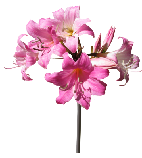 belladonna lily flower