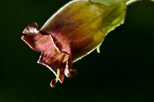 belladonna  blossom  bloom