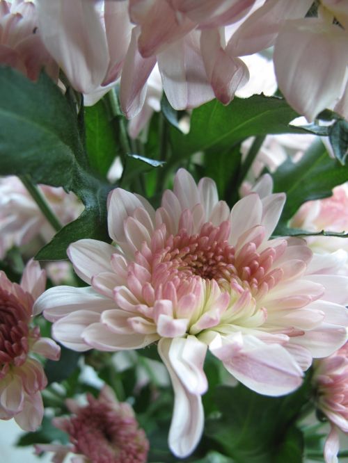 Beautiful Pink Flower, Daisy