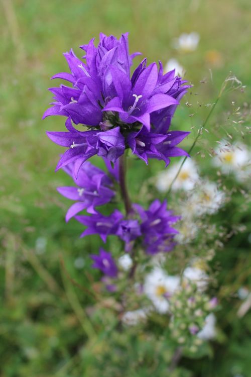 bellflower pointed flower flower