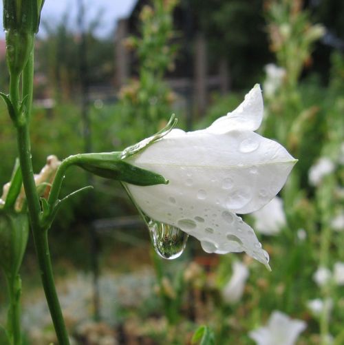 bellflower white drop of water