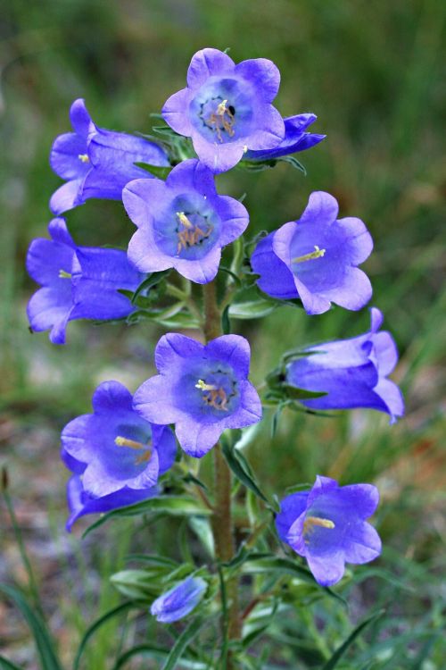 bellflower flowers field