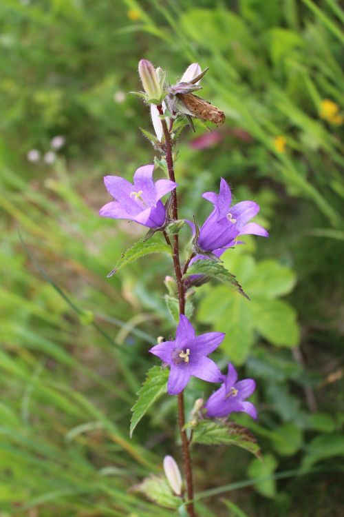 bellflower herbs alpine flowers