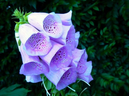 bellflower purple flower