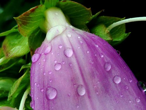 bellflower purple flower