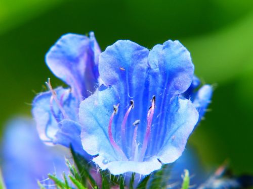 bellflower flower meadow blue