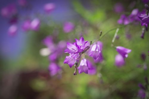 bellflower purple purple bellflower