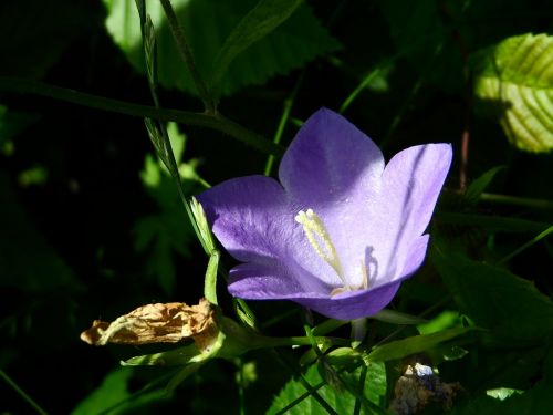 bellflower pfirsichblättrig purple