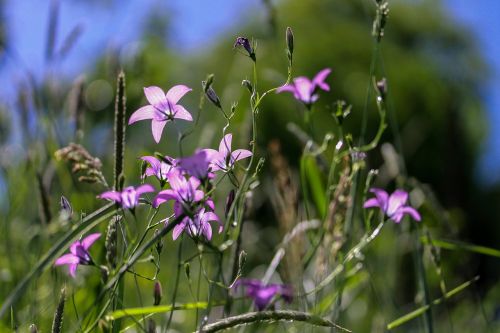 bellflower meadow nature