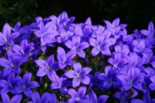 bellflower purple summer flower