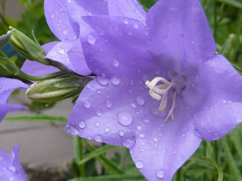 bellflower dewdrop blue blossom