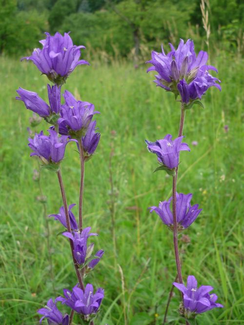 bellflower nature blue