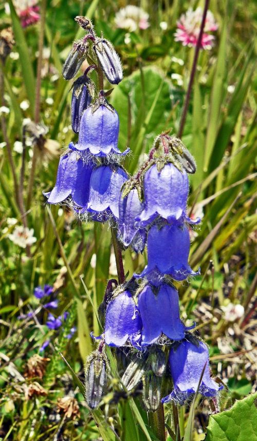 bellflower mountain meadow alpine