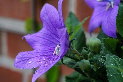 bellflower blossom bloom