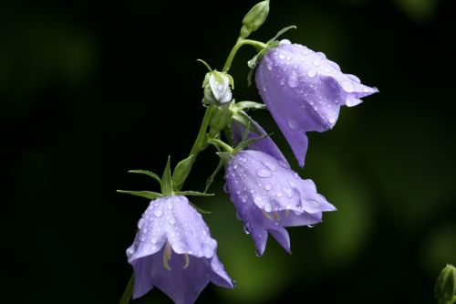 bellflower garden flower purple