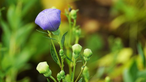 bellflower  bellflower flower  see flowers