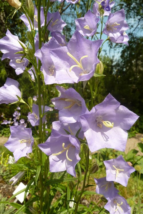 bellflower bloom flower