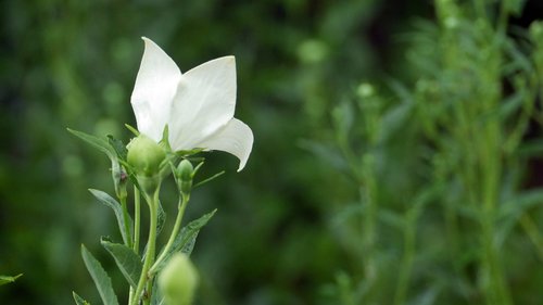 bellflower  white flower  white