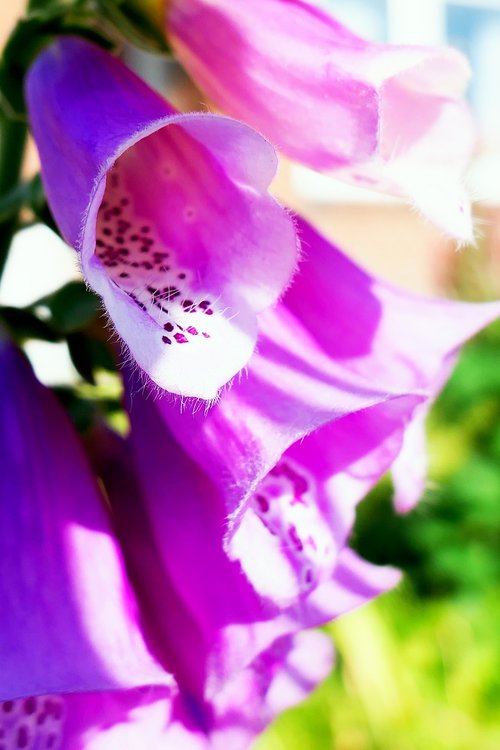 bellflower  purple  nature