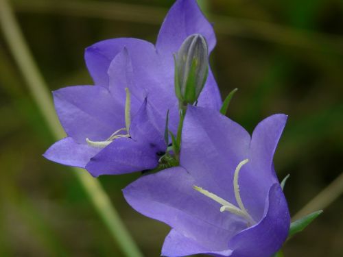 bellflower peach leaved bellflower flower