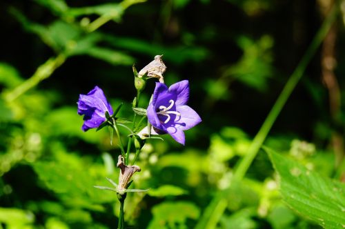 bellflower flower summer