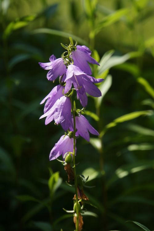 bellflower kellokukinto lilac flower